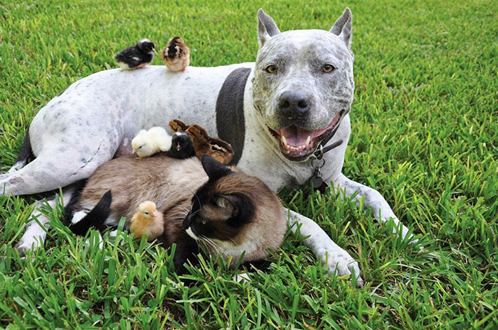 Pitbull, Cat And Chickens