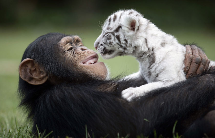 Anjana The Chimpanzee And Tiger Cubs