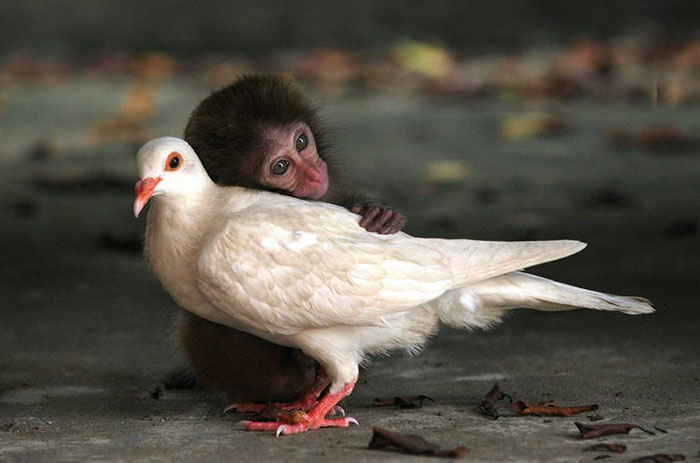 Monkey And Pigeon