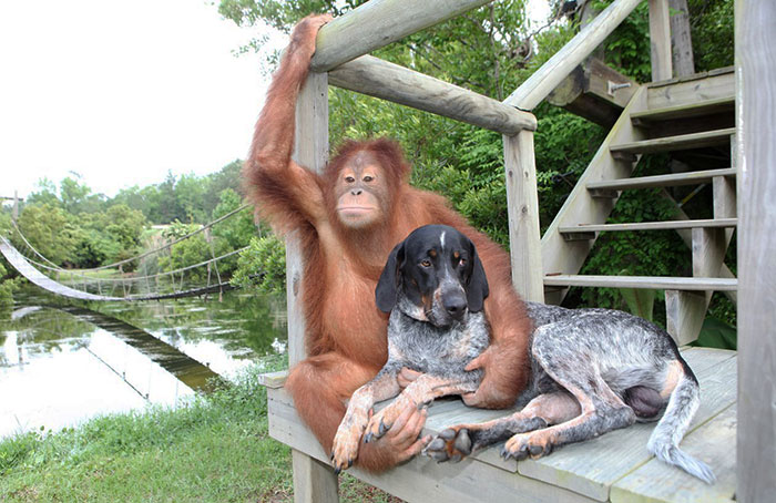 Suryia the Orangutan and Roscoe the Blue Tick Hound