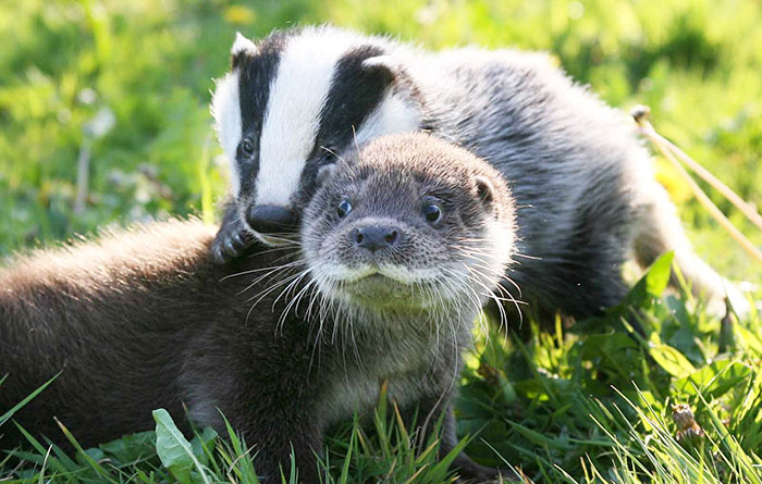 Otter And Badger