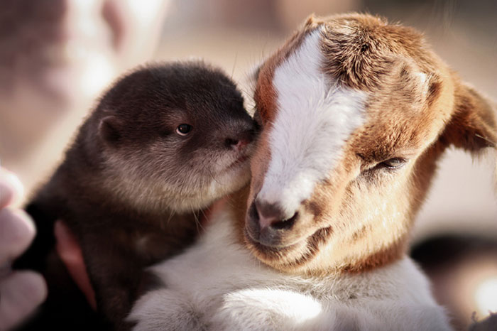 Goat And Otter