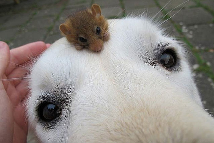 Dog And Hamster