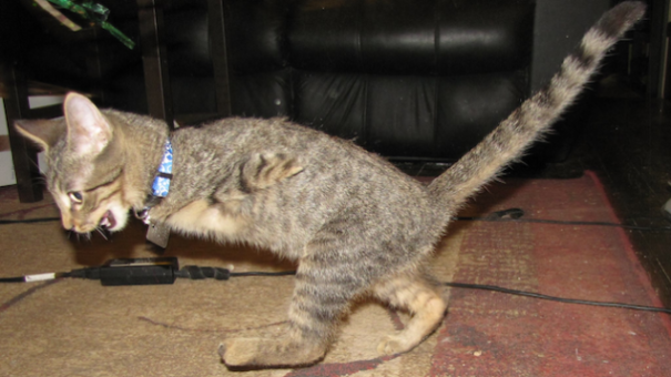 Mercury, The Two Legged T-rex Cat