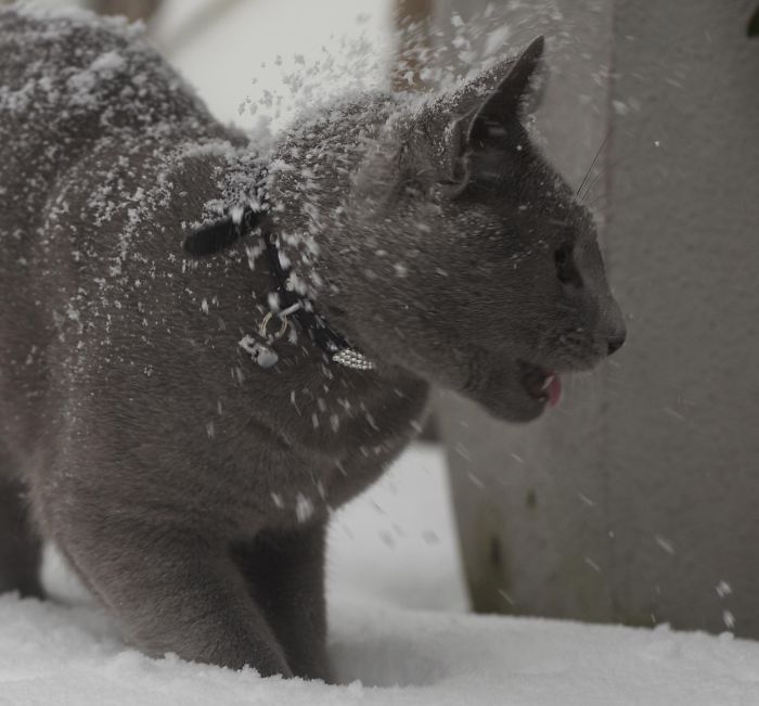 Mister Bear Our Russian Blue