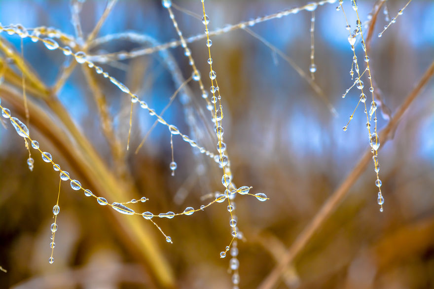 Ice Beads On Threads Of Dried Grass