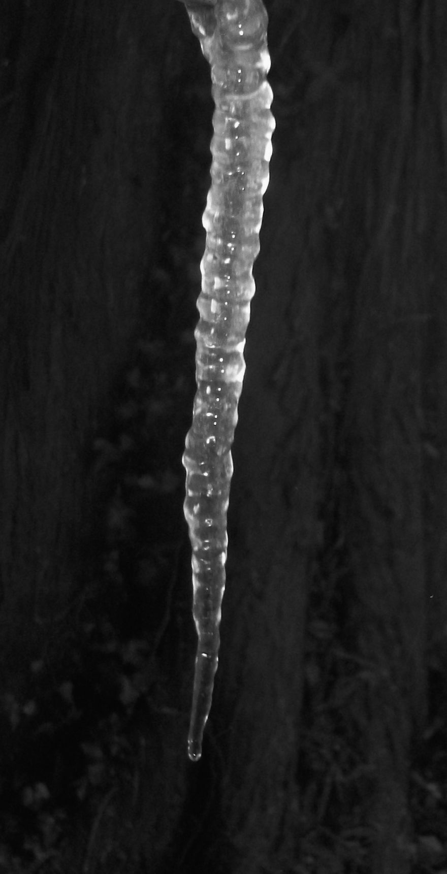 Icicle In Chimacum, Wa