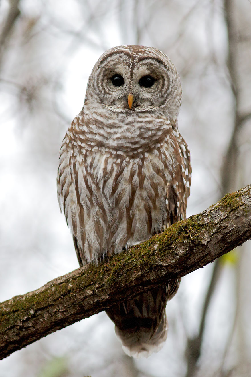 Barred Owl, Québec City.