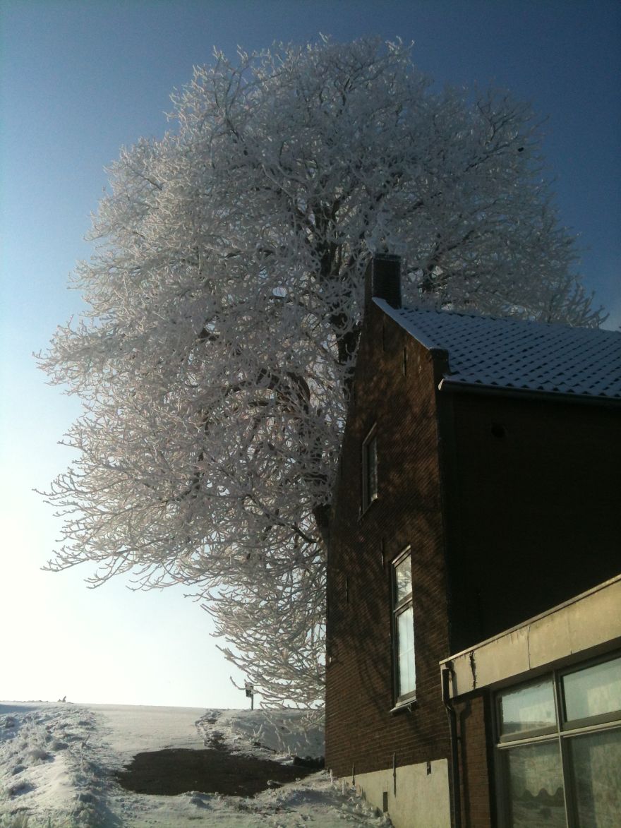 Chestnus Tree In Winter.