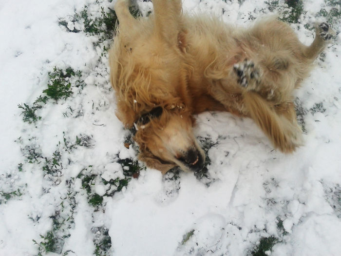 Mayo, Golden Retriever, Greeting The First Snow