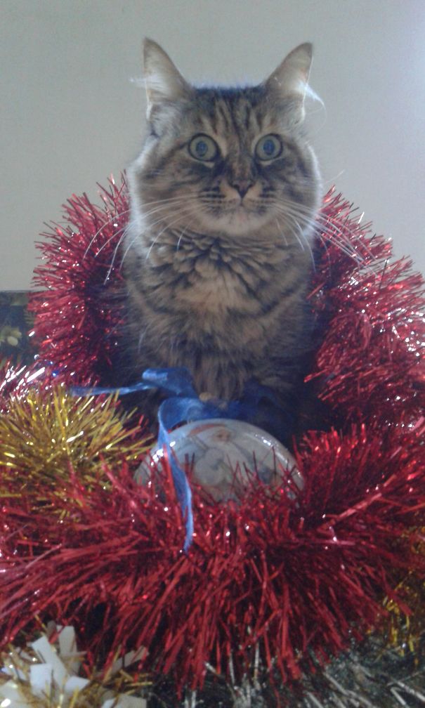 Wendsday Thinks She Is The Xmas Tree