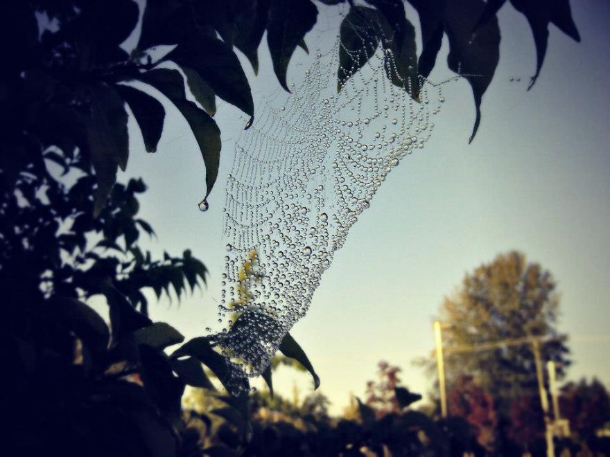 Cold Spiderweb