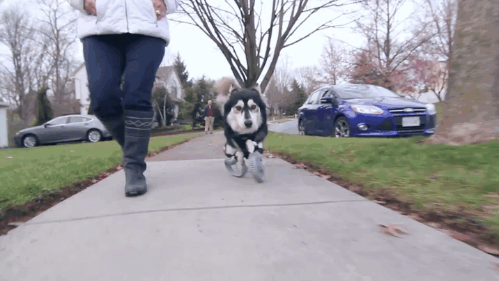 Dog With Deformed Paws Gets 3D-Printed Prosthetic Legs That Let Him Run