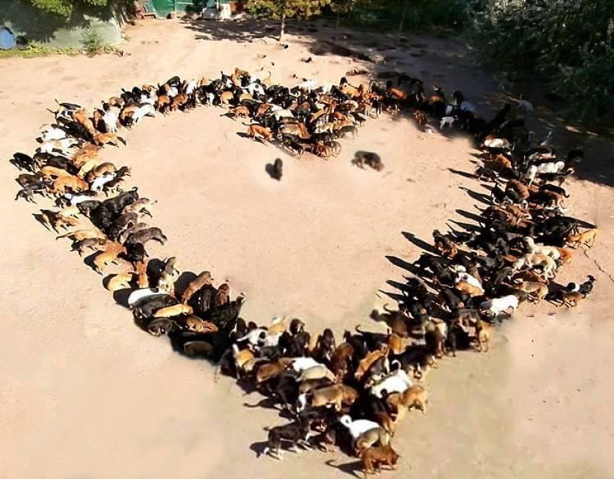 450 Dogs And A Big-hearted Man