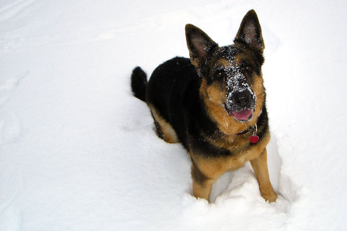 Ebi Loving The Snow!