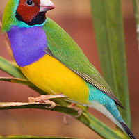 rupaltusharpurohitnaku avatar