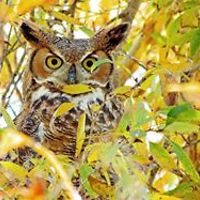 abbie_ogallagher avatar