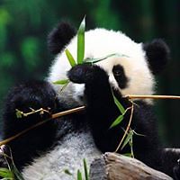 jochelle_baculi avatar