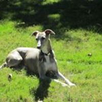 ellen_wildfeuer avatar