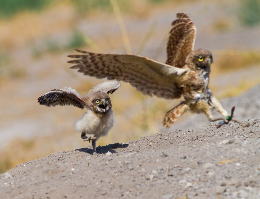 Baby Burrowing Owl Wants His Lunch!