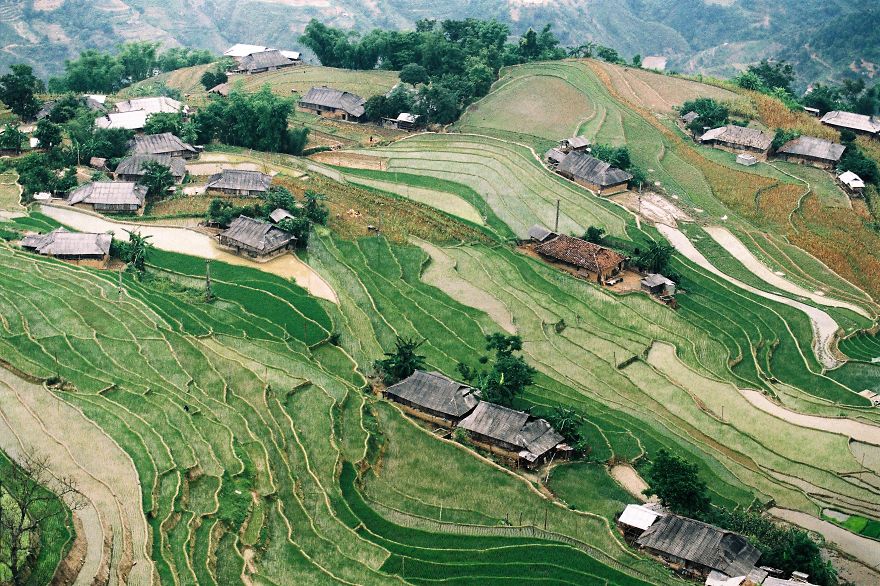 Rice Field In Hoang Su Phi, Ha Giang, Vietnam