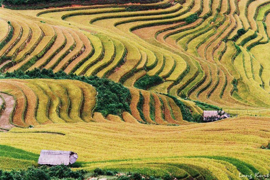 Rice Field In Mu Cang Chai, Yen Bai, Vietnam