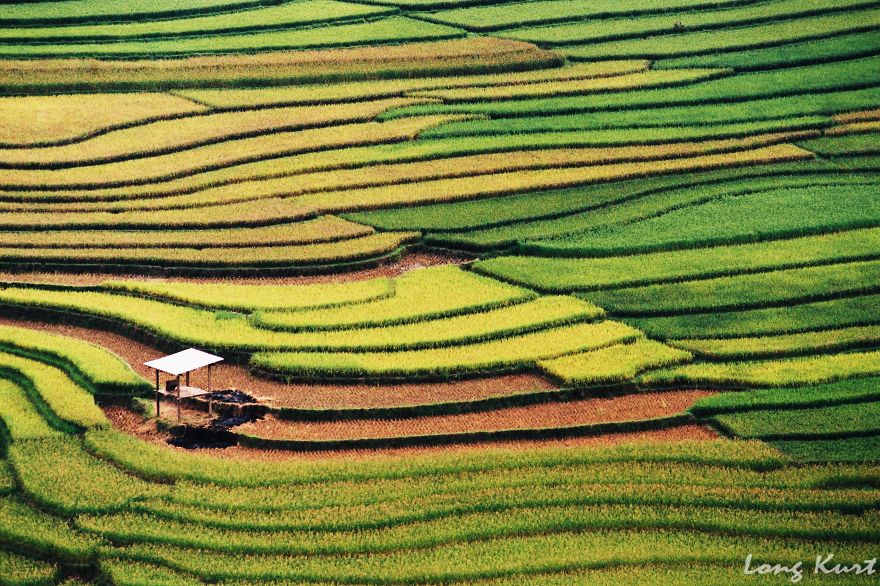 Rice Field In Tu Le, Yen Bai, Vietnam
