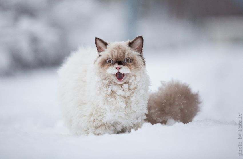 This Persian Cat Discovers Snow For The First Time