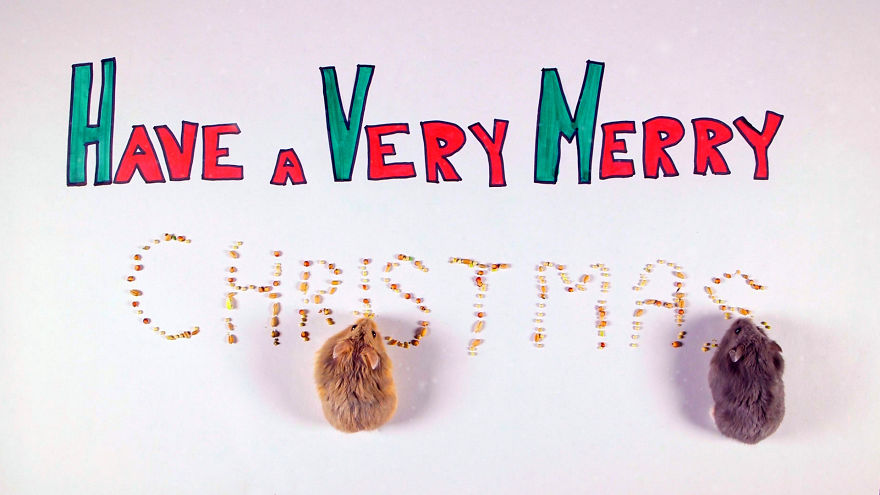 Cute Hamsters: 12 Days Of Christmas (Pics And Videos)