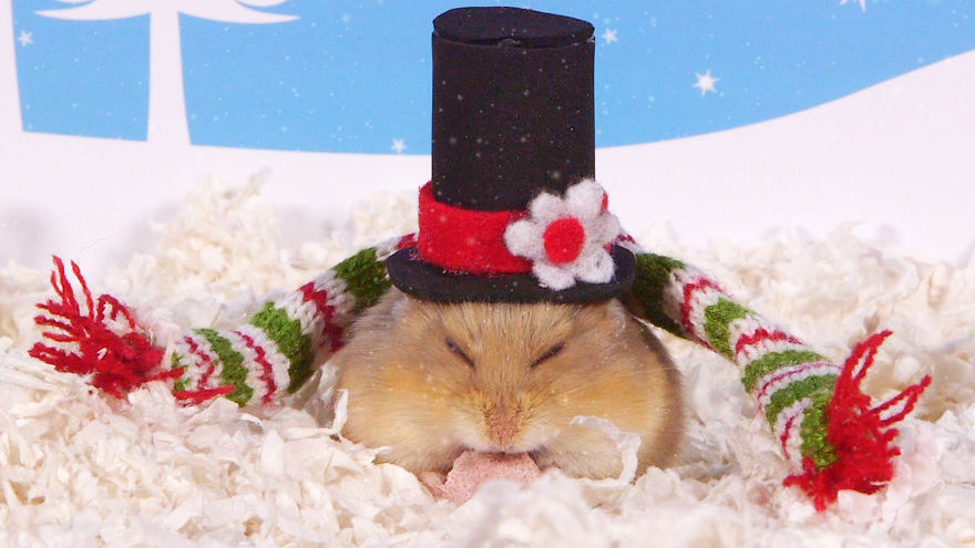 Cute Hamsters: 12 Days Of Christmas (Pics And Videos)