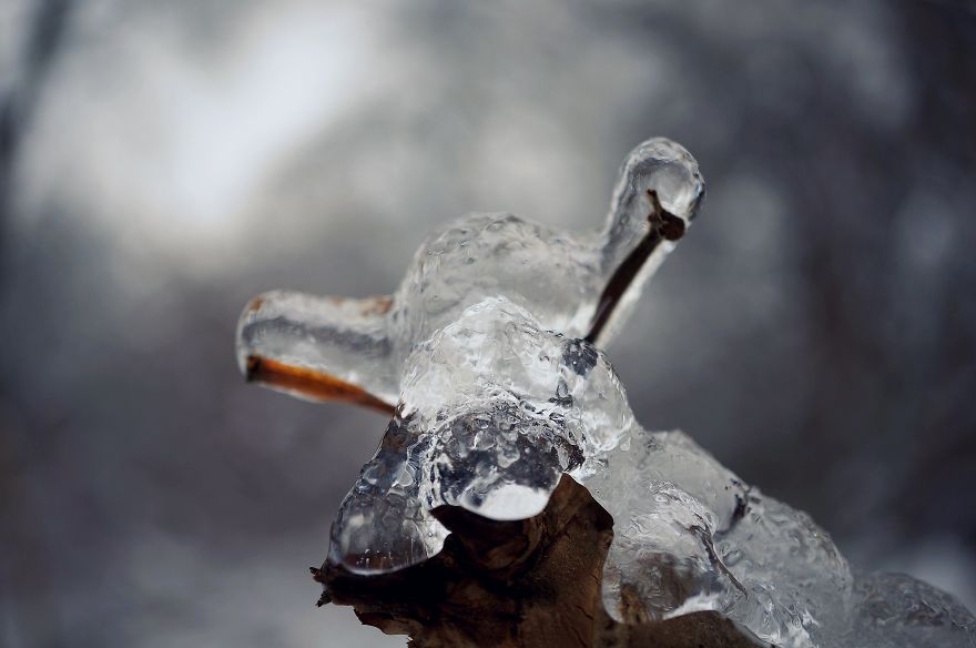 Frozen Branches In A Shape Of A Snail