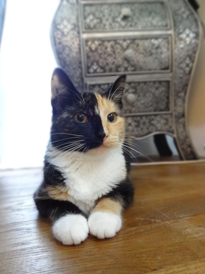 Sasha - Double Face Cat