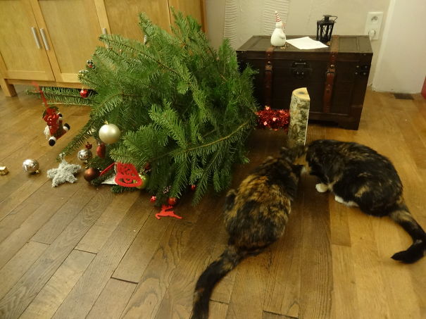 Oh! Christmas Tree, Are You Ok?