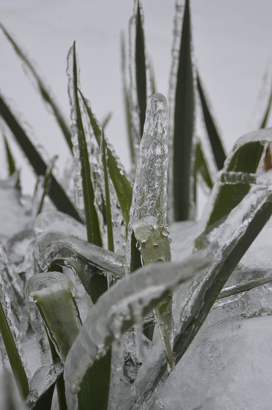 Frozen Yucca