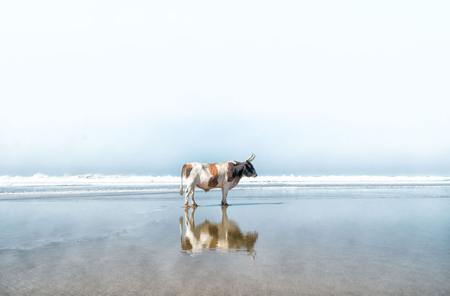 Cows Hit The Beach For Sun, Fun And Surf