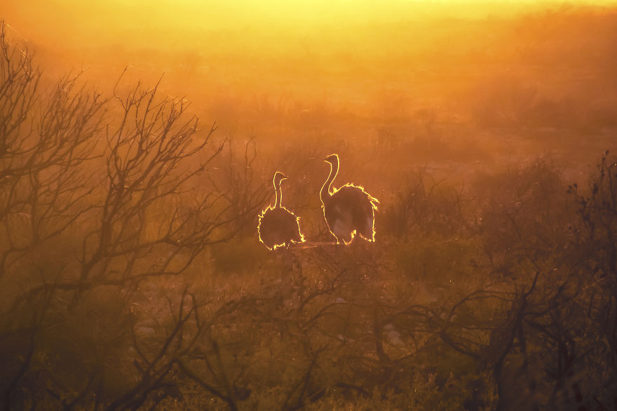Backlit Ostriches, South Africa