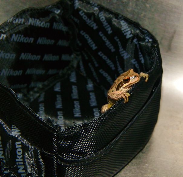 The Frog That Appeared In My Camera Case One Random Morning!