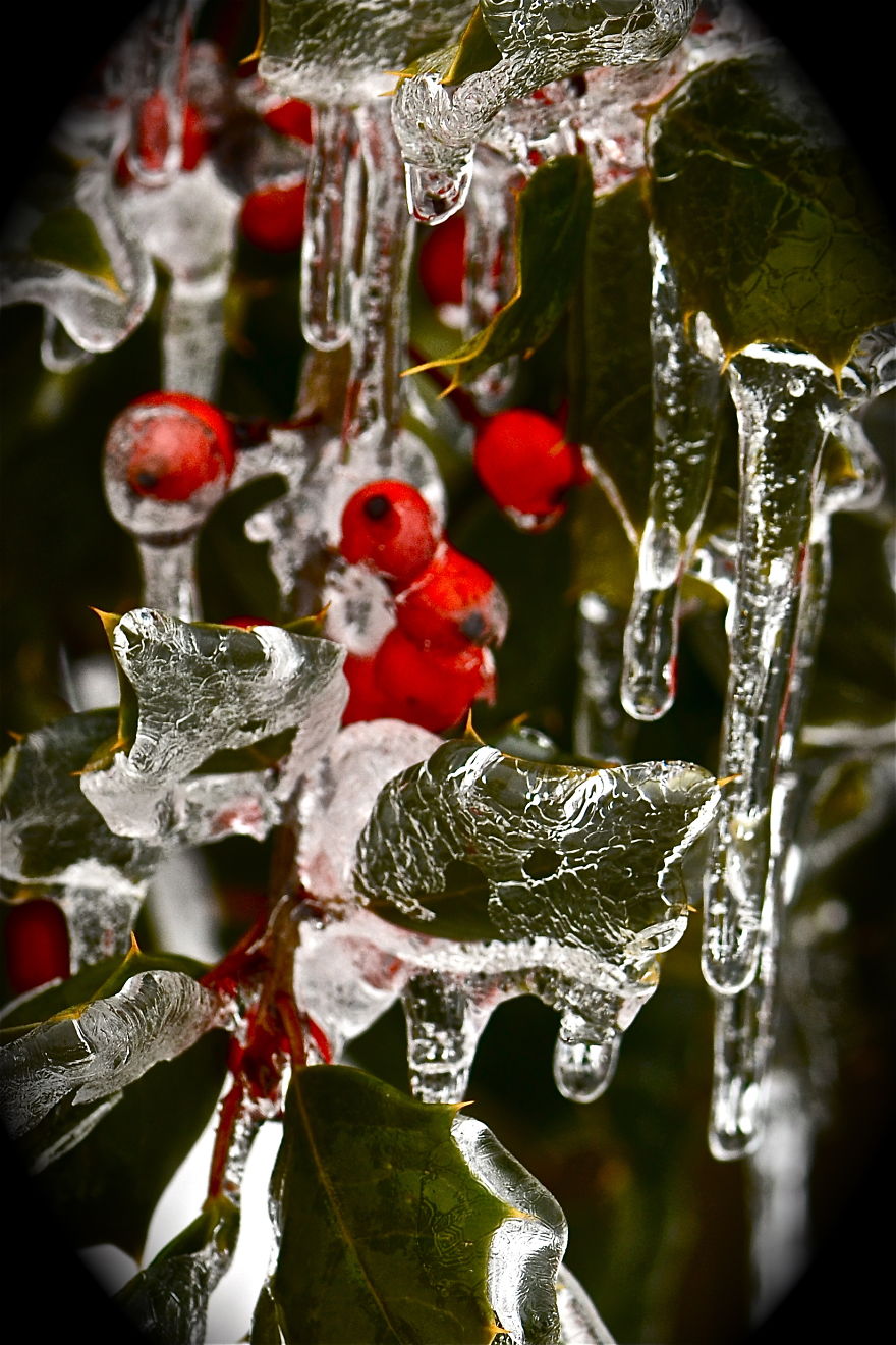 Frozen Holly With Berries