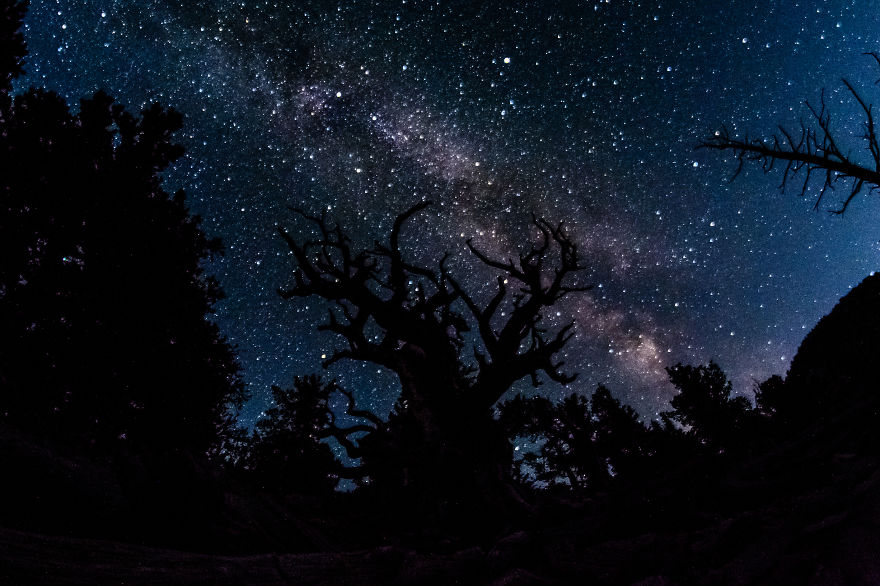 Ancient Trees And The Milky Way In Great Basin National Park, Nevada.