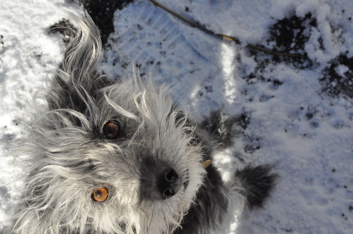 A Brazilian Dog's First Snow!
