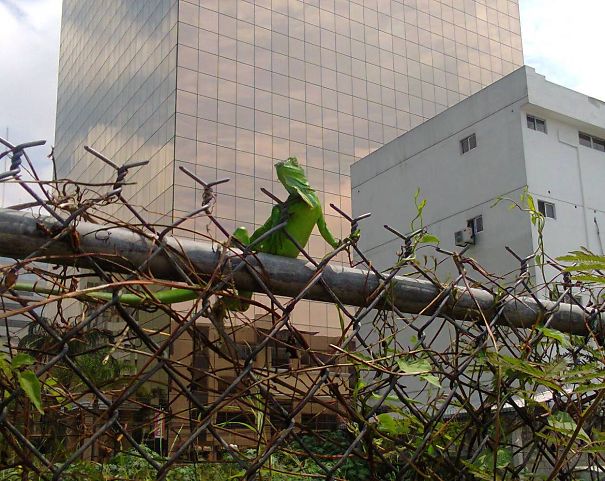 Baby Iguana Posing In The City