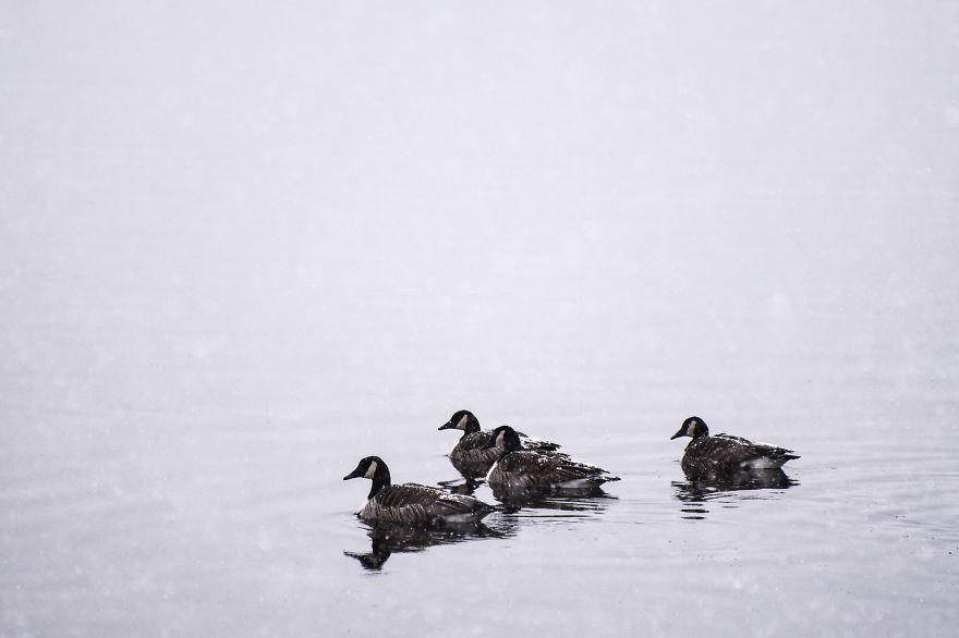 Canada Geese In The Snow