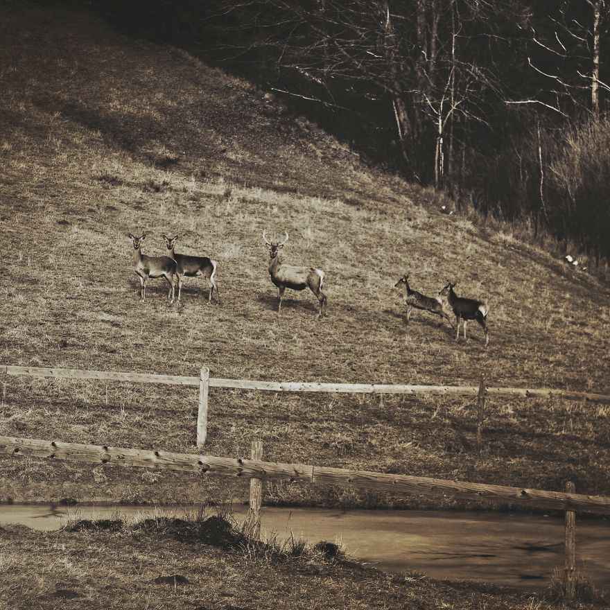 Deer Christmas: My Landscape Photography From Polish Countryside
