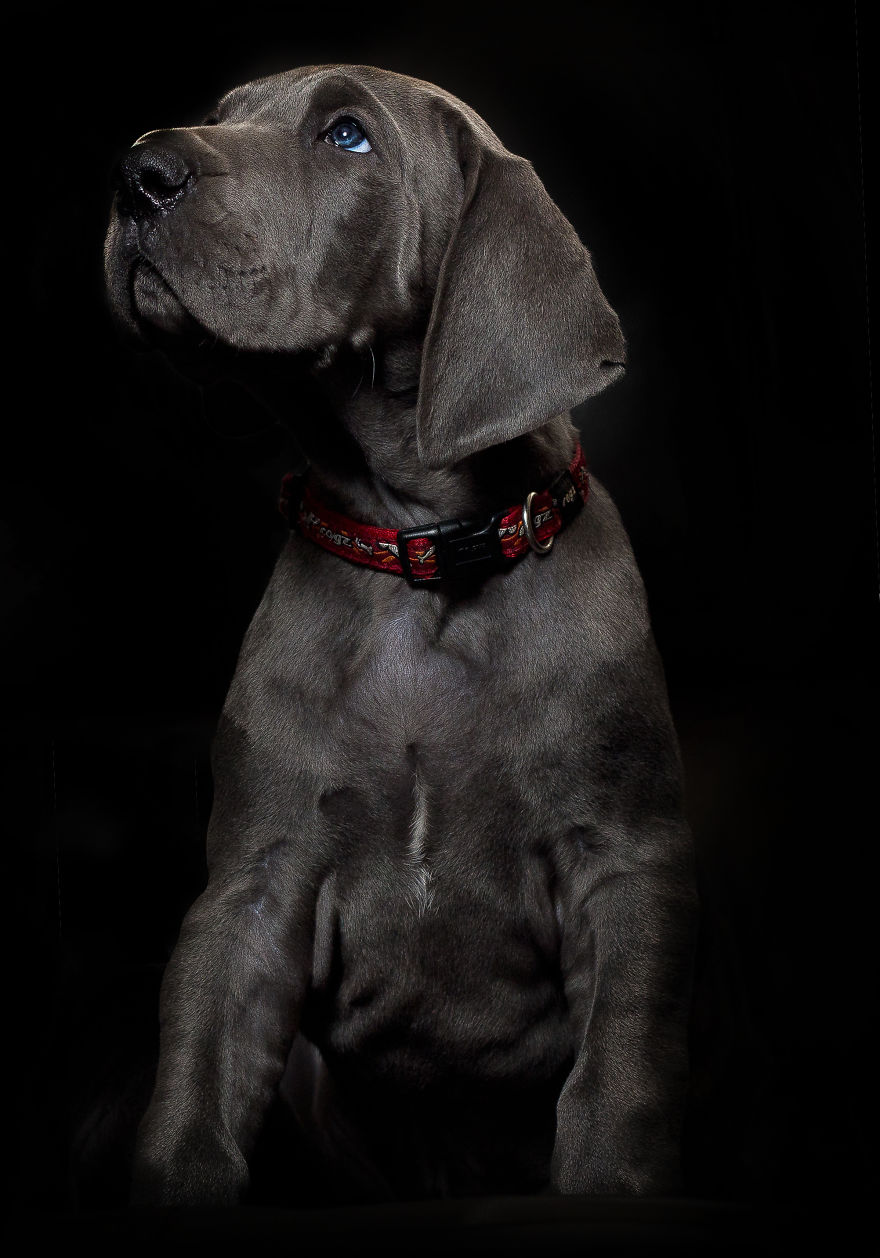 What Happens When Three Adorable Great Dane Puppies Pose