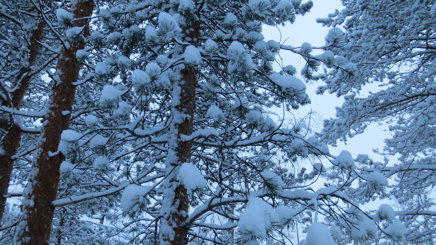 Lapland Trees