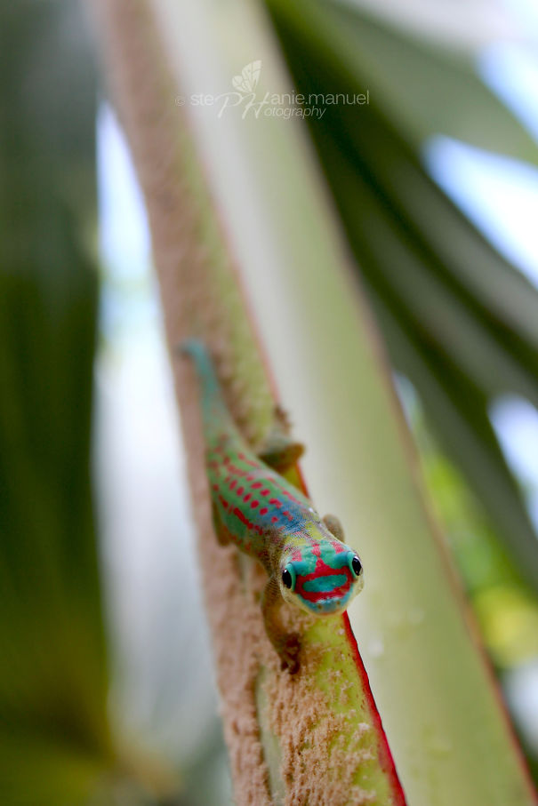 Facing Cute Day Gecko