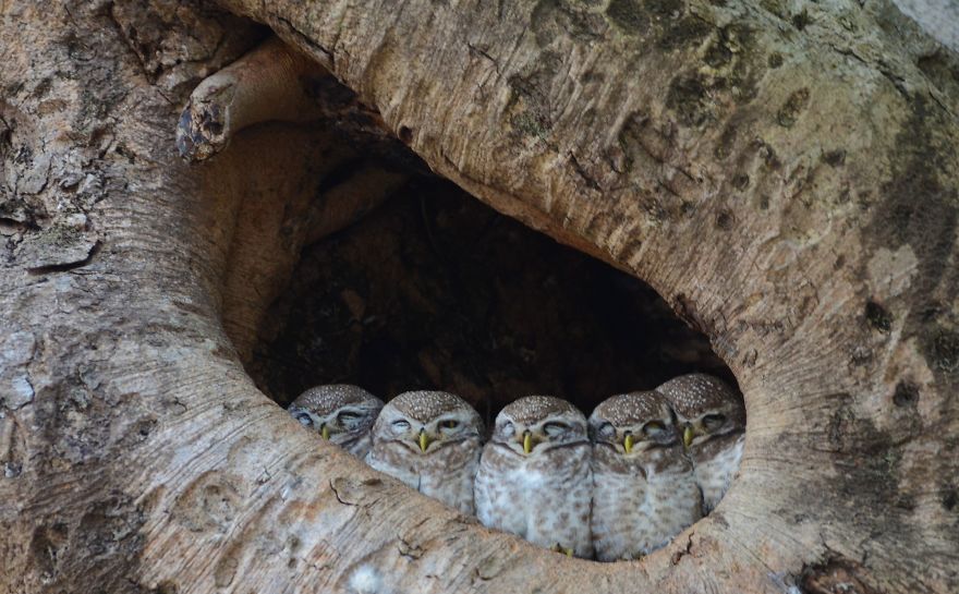 Kanha Owls