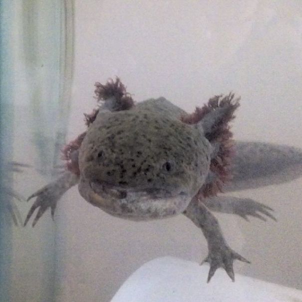 Meet Luis, My 3 Years Old Axolotl. He Looks Like A Pokémon!