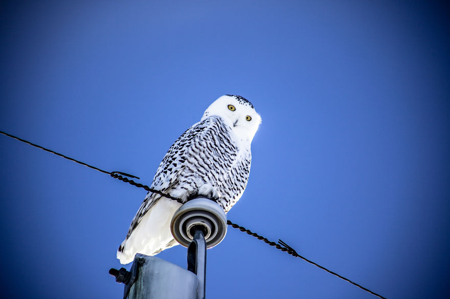 Snowy Owl, Southern Alberta.