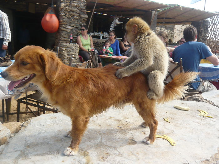 A Monkey And A Dog